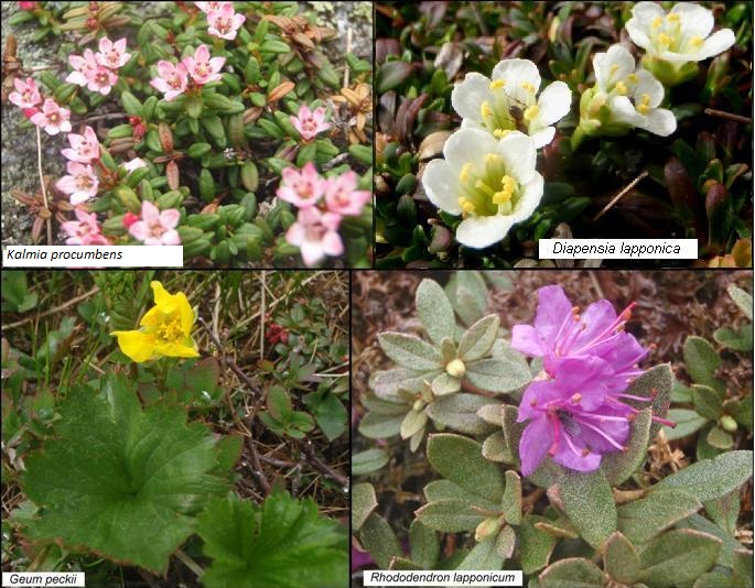 Photographs of four alpine plants that occur on summits of mountains in New England.